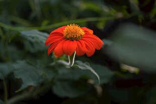娇艳红花绽放绿叶间