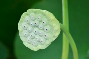莲蓬特写