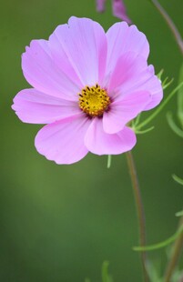 粉色波斯菊特写