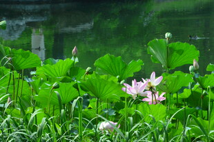 荷花荷叶  