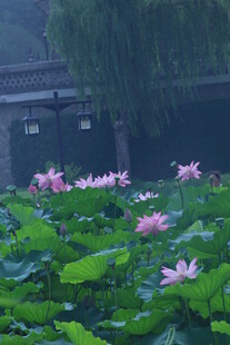 荷花荷叶 