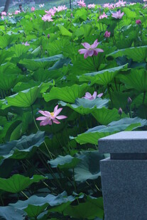 荷花荷叶 