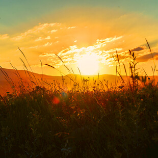 夕阳下的草地美景