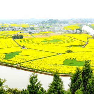 春日金黄油菜花田美景