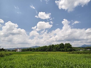 农作物