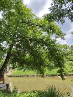 河边绿树