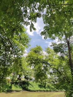 绿树成荫