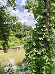 河道绿植