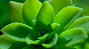 翠绿多肉植物特写