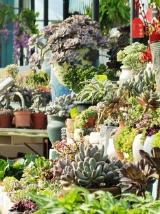 多彩多肉植物盆栽展示