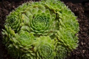 球状多肉植物特写