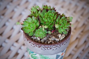 精致小盆多肉植物