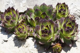 紫边多肉植物群生特写
