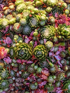 多彩多肉植物大集合