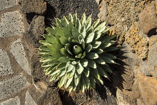 石缝中的翠绿芦荟植物