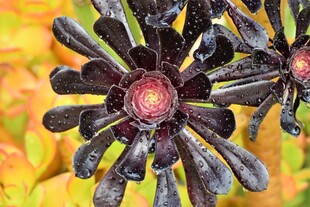 黑色菊花特写