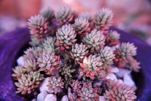 紫色盆中可爱多肉植物