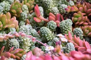 多彩多肉植物特写