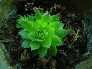 翠绿多肉植物生机盎然