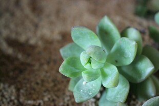 小巧多肉植物特写