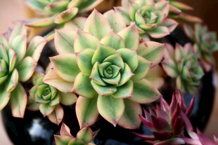 多彩多肉植物盆栽