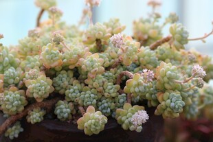 多肉植物特写