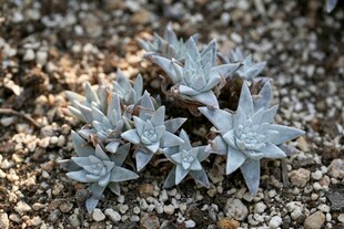 银灰色多肉植物生长于石间