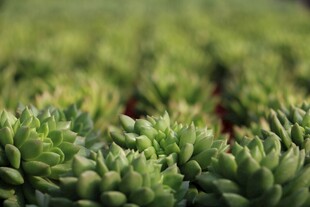 密集排列的绿色多肉植物