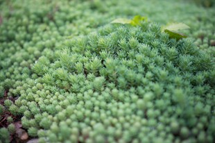 翠绿多肉植物微观景致