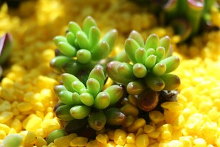 可爱多肉小植株