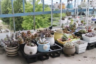 室内多彩盆栽植物展示