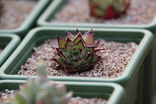 精致小盆栽多肉植物之美
