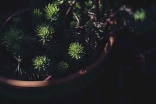 盆栽绿植生机盎然的小世界