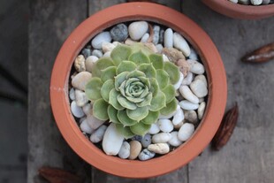 陶盆中的可爱多肉植物