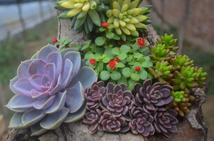 多彩多肉植物组合盆栽