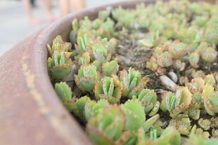 盆栽中的嫩绿多肉植物