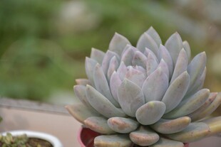 淡紫色多肉植物特写