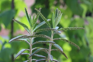 清新迷迭香植株特写