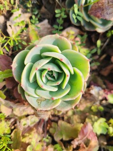清新多肉植物特写