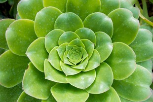 翠绿饱满的多肉植物