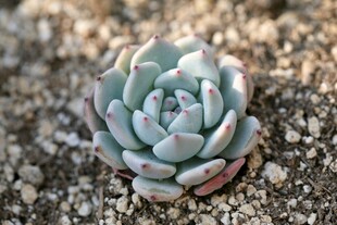 清新多肉植物特写