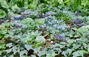绿叶植物特写