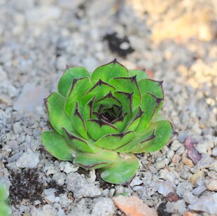 石上翠绿多肉植物绽放