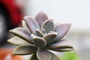 精致紫色多肉植物特写