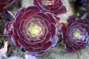 紫韵多肉植物特写