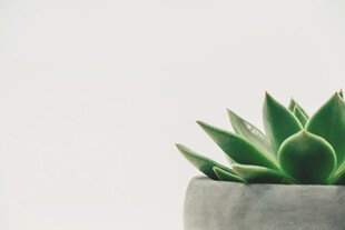 简约盆栽绿植清新小景