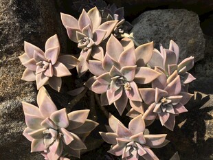 粉色多肉植物绽放石间