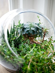玻璃容器中的迷你植物景观
