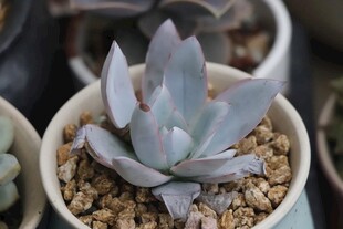 精致盆栽多肉植物展示
