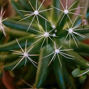 星形多肉植物特写